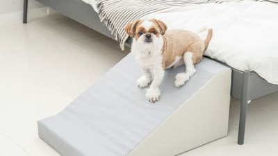 댕댕이 계단 고민 끝! 실리콘 와이드 계단 후기🐶