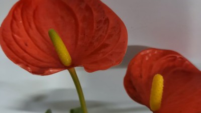 ✨ 싱그러움 한가득! 수경 안스리움 득템 후기🌿 (할인 정보 포함!)